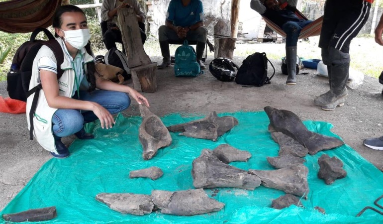 ¿A quién pertenece el hallazgo paleontológico de Risaralda?