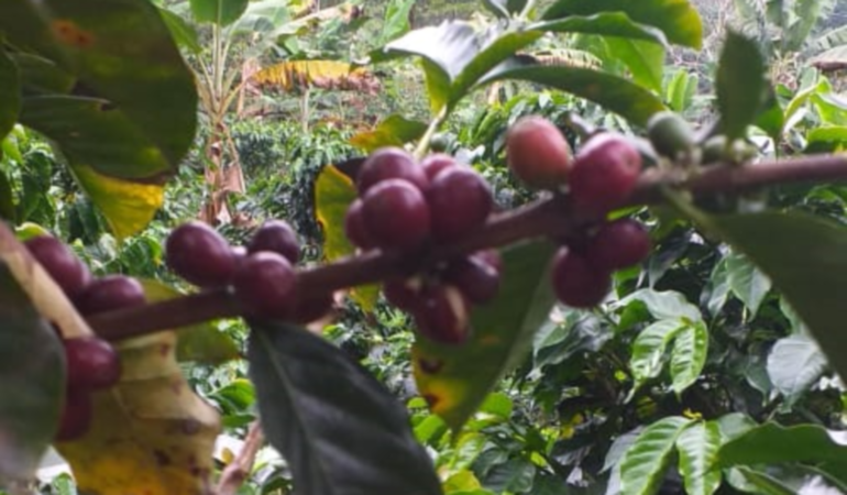 Debemos enamorarnos del café con parque temático para que fluya la magia montañera: James William Montes Morales
